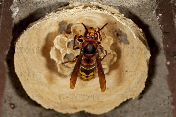 European hornet