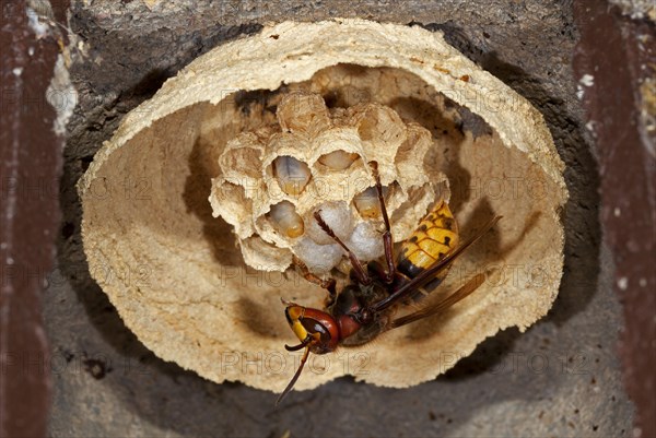 European hornet