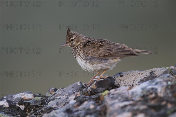 Thekla Lark