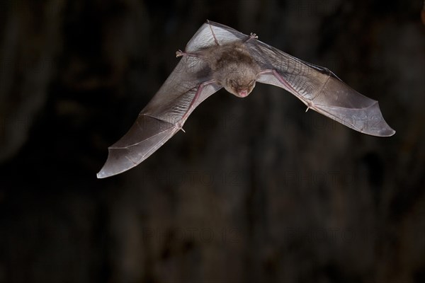 Common bent-wing bat