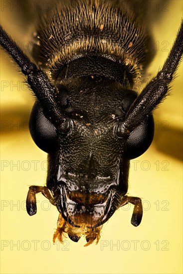 Makro Focus Stacking