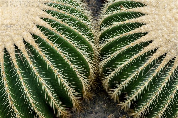 Golden Barrel Cactus