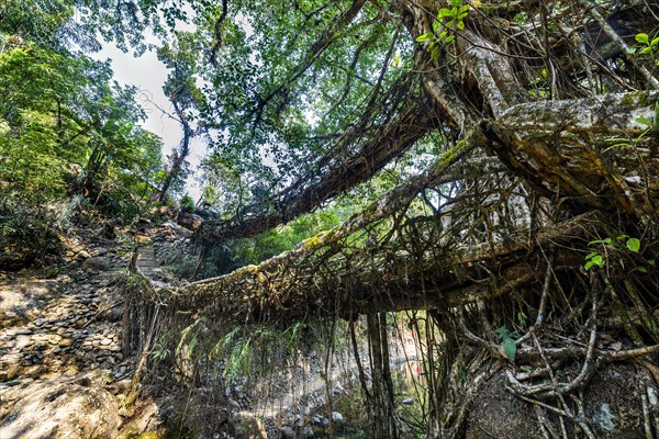 Double Decker Living Root Bridge