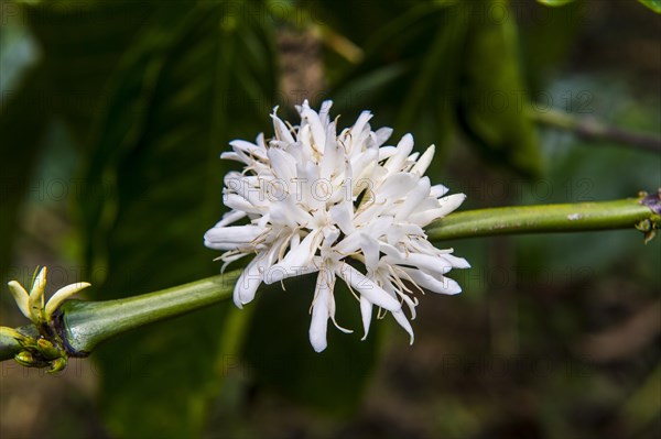 Close up of coffee beans