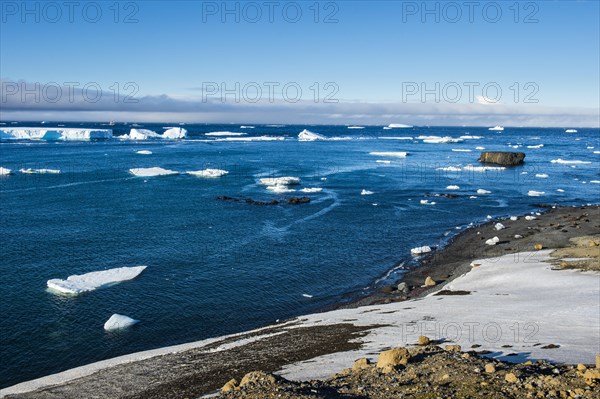 Antarctic fur seal