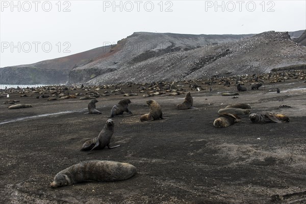 Antarctic fur seals