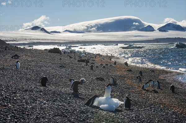 Adelie and Gentoo penguins