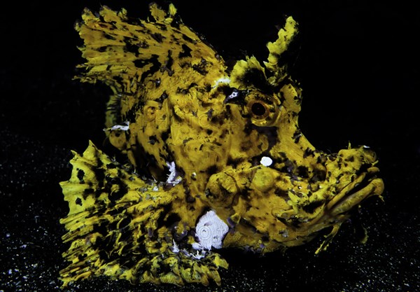 Yellow scorpionfish