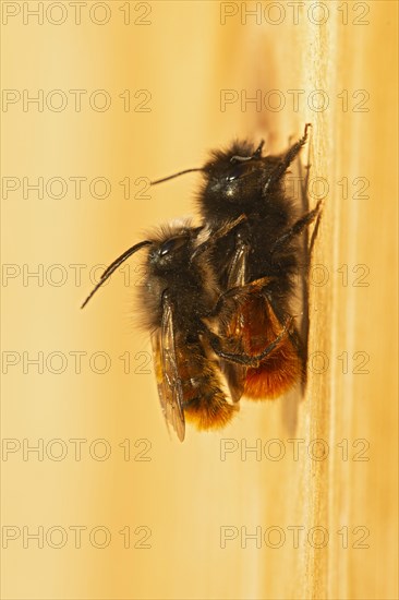 Hornfaced bee