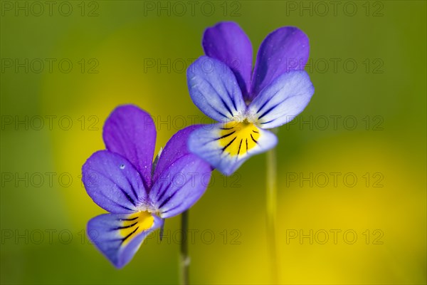 Horned pansy