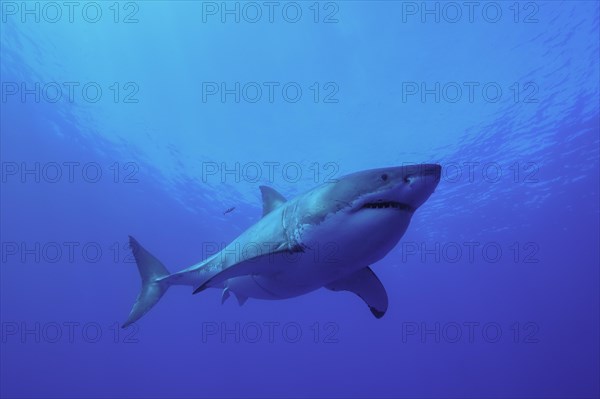 Great white shark