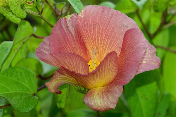 Flower of Galapagos cotton