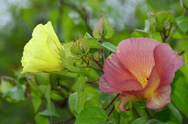 Flowers of Galapagos cotton