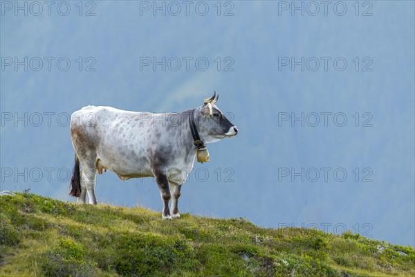 Cow on the mountain pasture