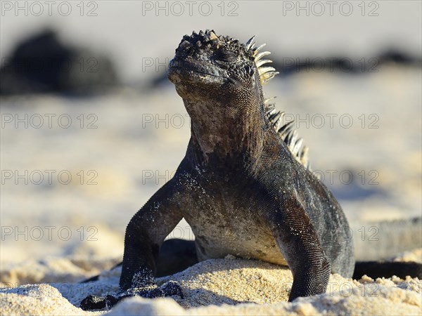 Marine iguana