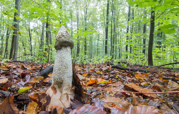 Common Stinkhorn