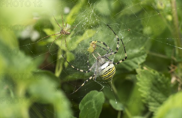 Canopy spider