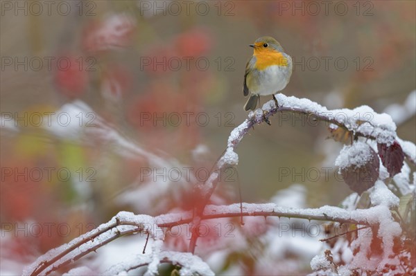 European robin