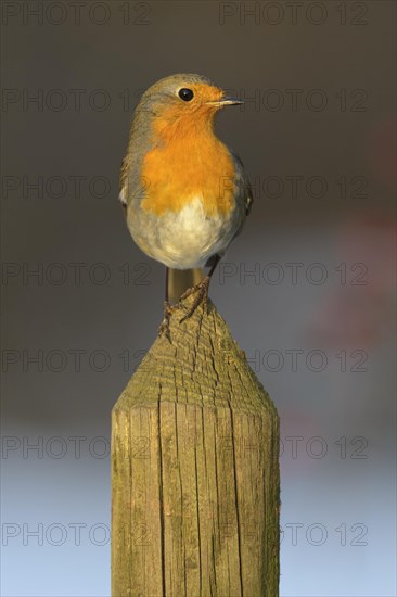 European robin