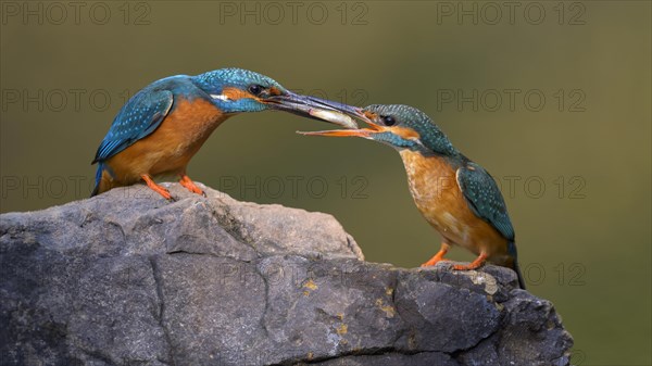 Common kingfisher