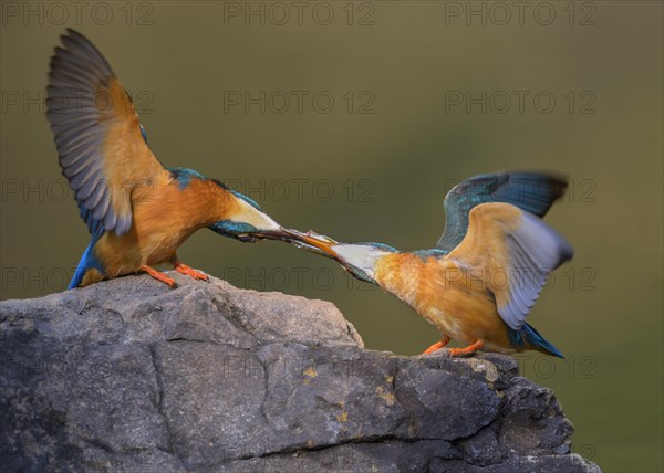 Common kingfisher