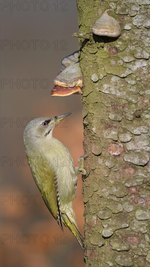 Grey-headed woodpecker