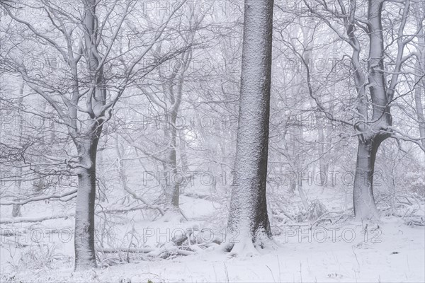 Snowy landscape