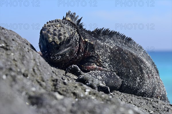 Marine iguana