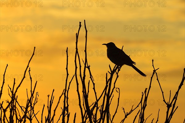 Galapagos mockingbird