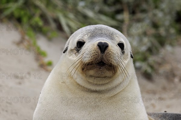 Australian sea lion