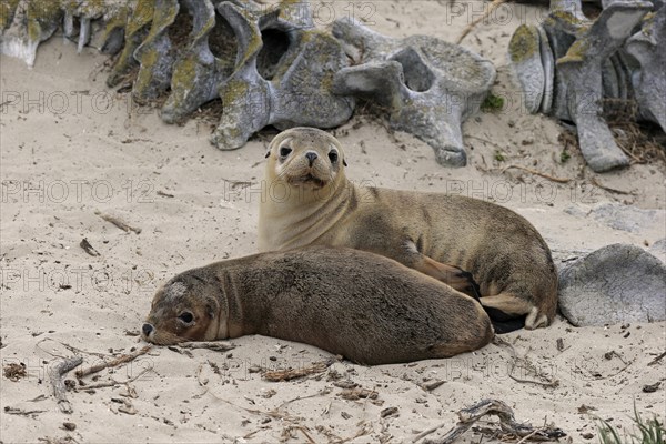 Australian sea lion