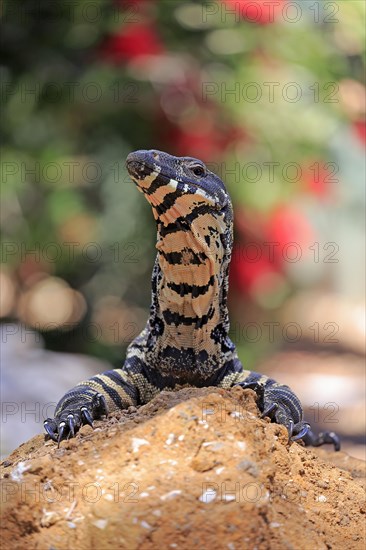 Lace monitor a