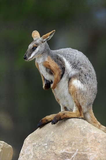 Yellow-footed rock-wallaby