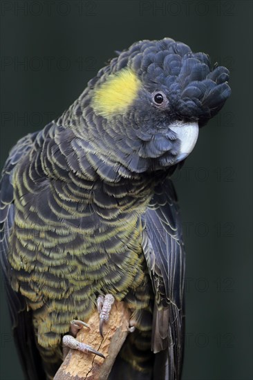 Yellow-tailed black cockatoo