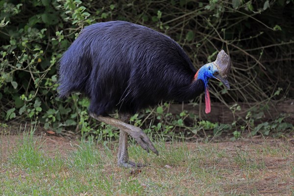 Double-wattled cassowary