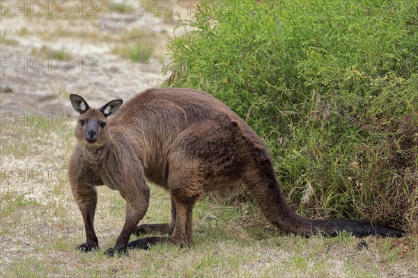 Kangaroo Island kangaroo