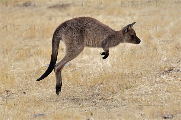 Kangaroo Island kangaroo