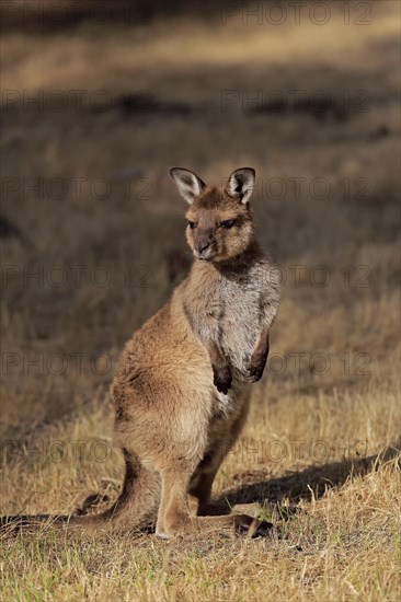 Kangaroo Island kangaroo