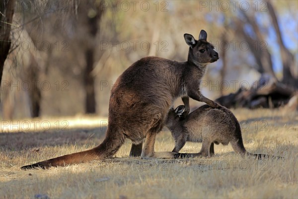 Kangaroo Island grey kangaroo