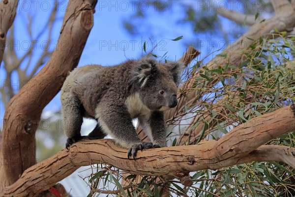 Koala