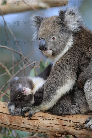 Koalas