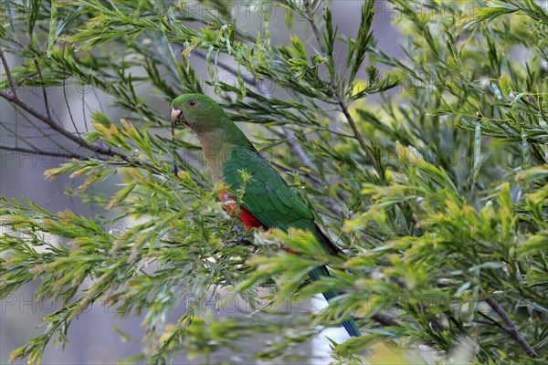 Australian king parrot