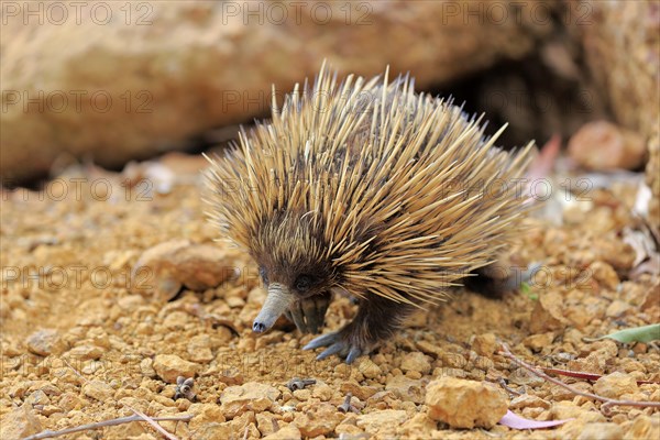 Short-beaked echidna