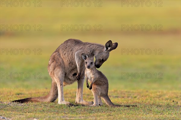 Eastern giant grey kangaroo