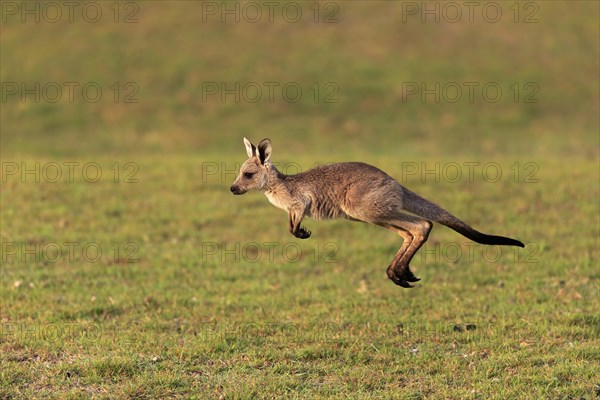 Eastern giant grey kangaroo