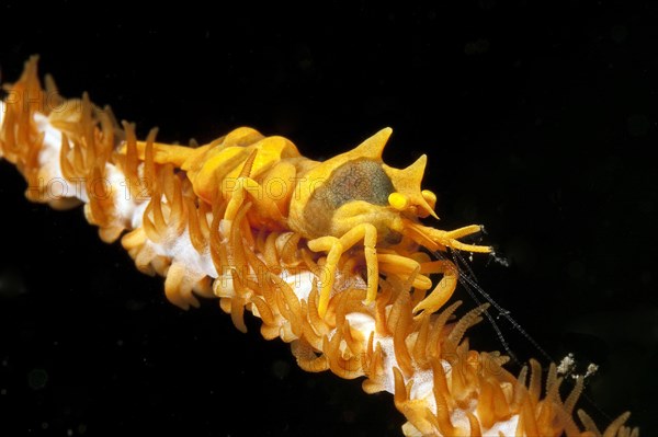 Cone spider crab