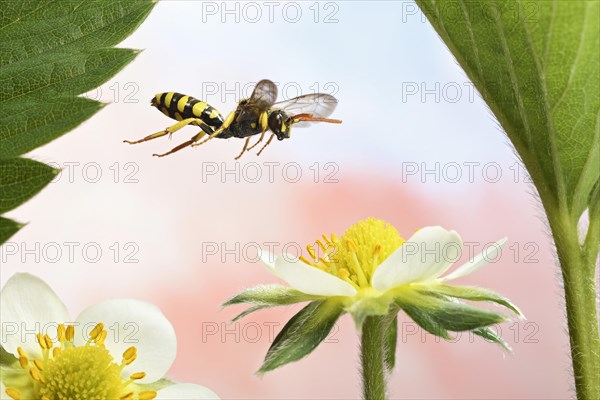 Nomada goodeniana