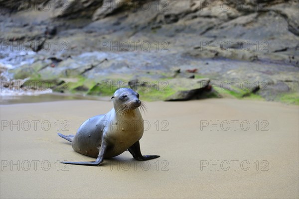 Galapagos sea lion