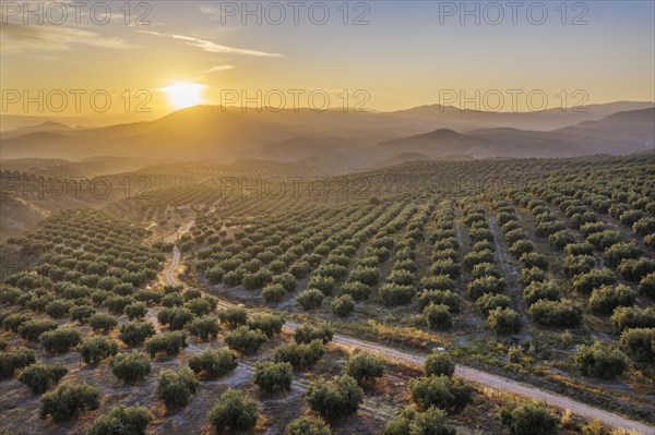 Cultivated olive trees