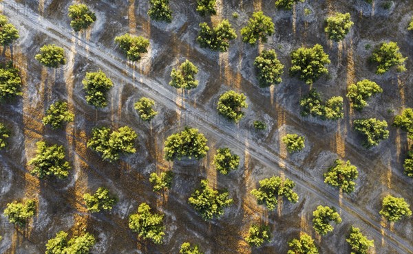 Cultivated olive trees